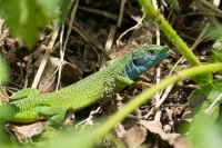 getarntes Wunder.jpg